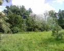 Деревья на лужайке 6