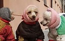 ТРИ СОБАКИ
