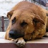 Верный пес
