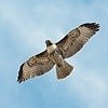 Рвётся сердце из груди в полёт