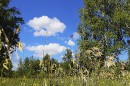 Вперёд в лето