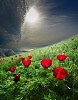 выглянуло солнце из-за туч...