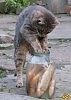 ПОДСКАЖИТЕ КОШКЕ