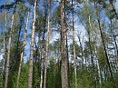 Струна нежности