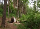 источник энергии (любимый лес) 18