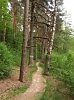 источник энергии (любимый лес) 20