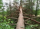 источник энергии (любимый лес) 21
