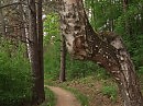 источник энергии (любимый лес) 22