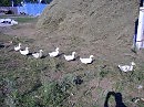 А мы идём друг за дружкой гуськом!