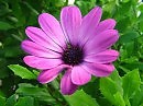 Spring Flower