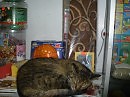 Кошка Сима - кассирша зоомагазина