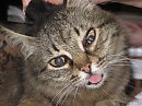 КОТИКИ РУЛЯТ