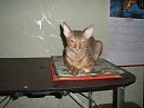 Богемная кошка Эльвира