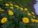 цветы а рядом ледник