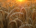 Встречаю зорьку раннюю
