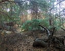 В СОСНОВОМ ЛЕСУ