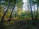 НЕЖНЫЕ БЕРЕЗЫ..