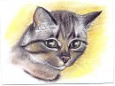 *Серия реал* Моя кошка