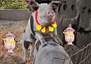 УРОКИ ПОРНОПЕНИЯ