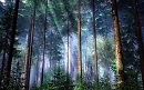Рассвет в лесу.