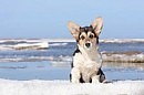 ДОЗОР СОБАЧИЙ