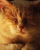 КОТИКИ РУЛЯТ