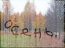 Дождь за моим окном