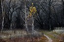 В темном лесу