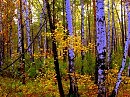 осень в лесу