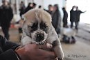 ПТИЧИЙ РЫНОК