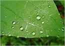 Бриллиантовый листочек
