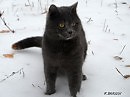 кисеныш наш