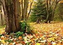 Осень