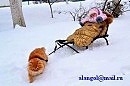 А ездовые коты - бывают!