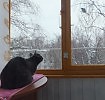 Засада у кормушки