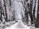 седая аллея