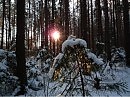 солнце сквозь лес
