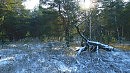 Глушь лесная...........
