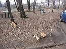 Кромы