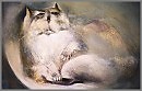 Офисный кот