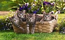 ВЕСЁЛЫЕ КОТЯТА!