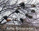 1 марта - Всемирный День Кошек