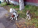 Ах, Тимошка!