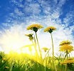 Одуванчиковый полдень