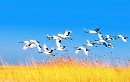 Возвращённые мечты