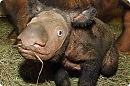 Детеныш сумартанского носорога