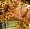 ОСЕННЯЯ ЛЮБОВЬ