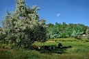 В ТЕНИ ДЕРЕВЬЕВ