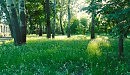 поляна освещенная солнцем.