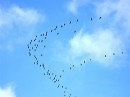 Опять курлычут в небе журавли